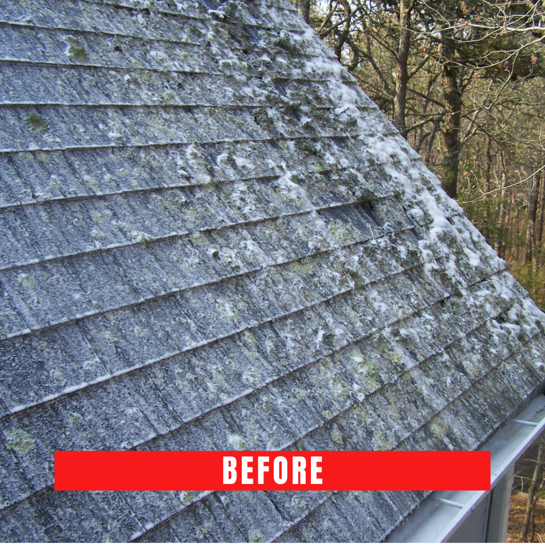 Cape Cod roof cleaning
Roof cleaner Cape Cod
Best roof cleaner in Cape Cod
Cape Cod roof washing
Roof cleaning service Cape Cod
Cape Cod roof cleaning company
Professional roof cleaner Cape Cod
Eco-friendly roof cleaning Cape Cod
Top-rated roof cleaner Cape Cod
Cape Cod roof moss removal
Cedar roof cleaning Cape Cod
Roof and gutter cleaning Cape Cod
Cape Cod roof mold removal
Safe roof cleaning Cape Cod
Best roof washing in Cape Cod
Cape Cod soft roof washing
Cape Cod power roof cleaning
Cape Cod roof stain removal
Roof cleaning contractors Cape Cod
Cape Cod roof maintenance
Affordable roof cleaner Cape Cod
Cape Cod residential roof cleaning
Cape Cod commercial roof cleaner
Roof shingle cleaning Cape Cod
Cape Cod roof algae removal
Cape Cod roof cleaning estimate
Roof cleaner cost Cape Cod
Cape Cod roof pressure washing
Local roof cleaner Cape Cod
Cape Cod roof cleaning specials
Cape Cod roof cleaning reviews
Best roof cleaner service in Cape Cod
Cape Cod roof restoration
Cape Cod exterior roof cleaning
Cape Cod green roof cleaner
Cape Cod roof cleaning deals
Cape Cod roof disinfection
Roof cleaning equipment Cape Cod
Cape Cod roof cleaner consultation
Cape Cod roof cleaning maintenance
Cape Cod roof cleaner expert
Cape Cod roof cleaning solutions
Roof cleaner for hire Cape Cod
Cape Cod roof cleaner professional
Cape Cod roof cleaner near me
Certified roof cleaner Cape Cod
Cape Cod roof cleaner technology
Cape Cod roof cleaner consultation
Cape Cod roof cleaner inspection
Roof cleaner for hire Cape Cod