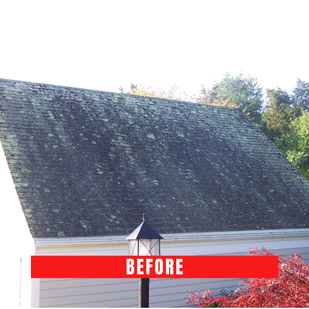 Cape Cod roof cleaning
Roof cleaner Cape Cod
Best roof cleaner in Cape Cod
Cape Cod roof washing
Roof cleaning service Cape Cod
Cape Cod roof cleaning company
Professional roof cleaner Cape Cod
Eco-friendly roof cleaning Cape Cod
Top-rated roof cleaner Cape Cod
Cape Cod roof moss removal
Cedar roof cleaning Cape Cod
Roof and gutter cleaning Cape Cod
Cape Cod roof mold removal
Safe roof cleaning Cape Cod
Best roof washing in Cape Cod
Cape Cod soft roof washing
Cape Cod power roof cleaning
Cape Cod roof stain removal
Roof cleaning contractors Cape Cod
Cape Cod roof maintenance
Affordable roof cleaner Cape Cod
Cape Cod residential roof cleaning
Cape Cod commercial roof cleaner
Roof shingle cleaning Cape Cod
Cape Cod roof algae removal
Cape Cod roof cleaning estimate
Roof cleaner cost Cape Cod
Cape Cod roof pressure washing
Local roof cleaner Cape Cod
Cape Cod roof cleaning specials
Cape Cod roof cleaning reviews
Best roof cleaner service in Cape Cod
Cape Cod roof restoration
Cape Cod exterior roof cleaning
Cape Cod green roof cleaner
Cape Cod roof cleaning deals
Cape Cod roof disinfection
Roof cleaning equipment Cape Cod
Cape Cod roof cleaner consultation
Cape Cod roof cleaning maintenance
Cape Cod roof cleaner expert
Cape Cod roof cleaning solutions
Roof cleaner for hire Cape Cod
Cape Cod roof cleaner professional
Cape Cod roof cleaner near me
Certified roof cleaner Cape Cod
Cape Cod roof cleaner technology
Cape Cod roof cleaner consultation
Cape Cod roof cleaner inspection
Roof cleaner for hire Cape Cod