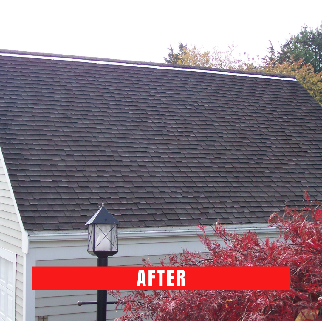 Cape Cod roof cleaning
Roof cleaner Cape Cod
Best roof cleaner in Cape Cod
Cape Cod roof washing
Roof cleaning service Cape Cod
Cape Cod roof cleaning company
Professional roof cleaner Cape Cod
Eco-friendly roof cleaning Cape Cod
Top-rated roof cleaner Cape Cod
Cape Cod roof moss removal
Cedar roof cleaning Cape Cod
Roof and gutter cleaning Cape Cod
Cape Cod roof mold removal
Safe roof cleaning Cape Cod
Best roof washing in Cape Cod
Cape Cod soft roof washing
Cape Cod power roof cleaning
Cape Cod roof stain removal
Roof cleaning contractors Cape Cod
Cape Cod roof maintenance
Affordable roof cleaner Cape Cod
Cape Cod residential roof cleaning
Cape Cod commercial roof cleaner
Roof shingle cleaning Cape Cod
Cape Cod roof algae removal
Cape Cod roof cleaning estimate
Roof cleaner cost Cape Cod
Cape Cod roof pressure washing
Local roof cleaner Cape Cod
Cape Cod roof cleaning specials
Cape Cod roof cleaning reviews
Best roof cleaner service in Cape Cod
Cape Cod roof restoration
Cape Cod exterior roof cleaning
Cape Cod green roof cleaner
Cape Cod roof cleaning deals
Cape Cod roof disinfection
Roof cleaning equipment Cape Cod
Cape Cod roof cleaner consultation
Cape Cod roof cleaning maintenance
Cape Cod roof cleaner expert
Cape Cod roof cleaning solutions
Roof cleaner for hire Cape Cod
Cape Cod roof cleaner professional
Cape Cod roof cleaner near me
Certified roof cleaner Cape Cod
Cape Cod roof cleaner technology
Cape Cod roof cleaner consultation
Cape Cod roof cleaner inspection
Roof cleaner for hire Cape Cod